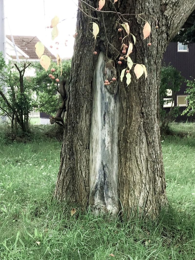 ゆ狸ぽんさんの森林公園温泉 きよらのサ活写真