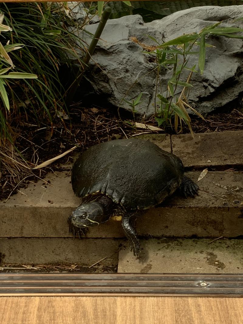 筋トレサウナさんのサウナ錦糸町 (カプセルイン錦糸町)のサ活写真