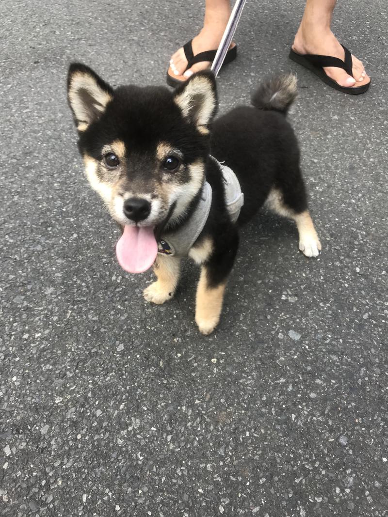 おヌシちゃん1級さんの辰巳湯のサ活写真