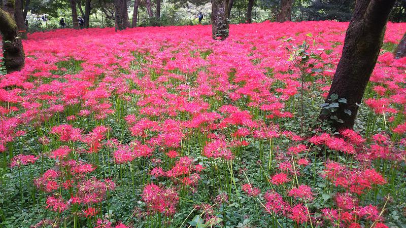 武蔵野ダイバーさんの湯の森 深大湯のサ活写真