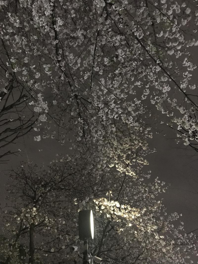 ピッピさんの渋谷笹塚温泉 栄湯のサ活写真