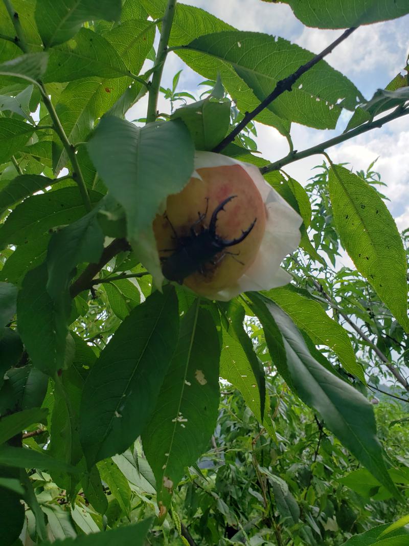 なでしこさんの源泉湯 燈屋のサ活写真