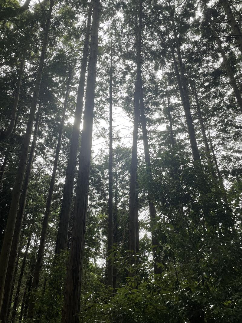 サウなおっちさんの京王高尾山温泉 極楽湯のサ活写真