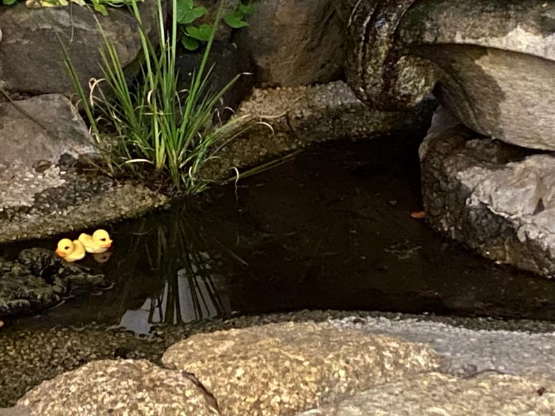 Kazune Iwasaさんの武蔵小山温泉 清水湯のサ活写真