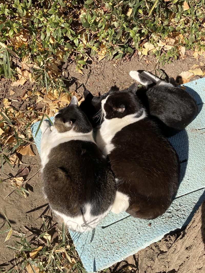 蒸しノッポさんの湯殿館のサ活写真