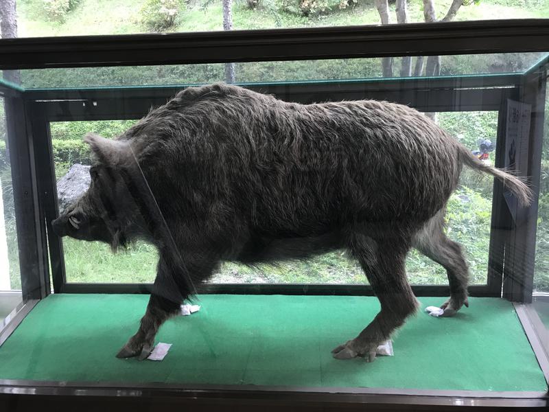 黒猫のうるるさんの秋山温泉のサ活写真