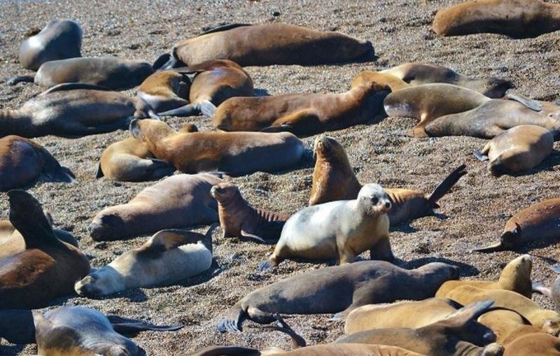 くさのっちさんの綱島源泉 湯けむりの庄のサ活写真