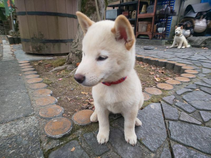 粗塩さんの谷汲温泉 満願の湯のサ活写真