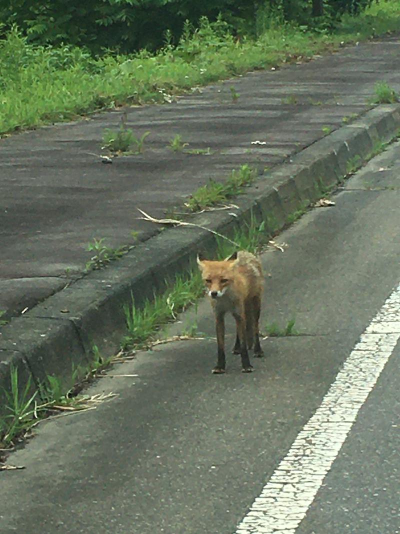 kitakino029さんのうらほろ留真温泉のサ活写真