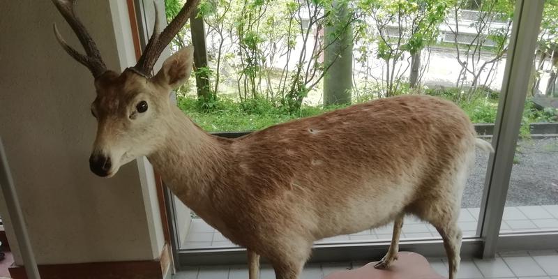 おひげさんの清川村ふれあいセンター 別所の湯のサ活写真