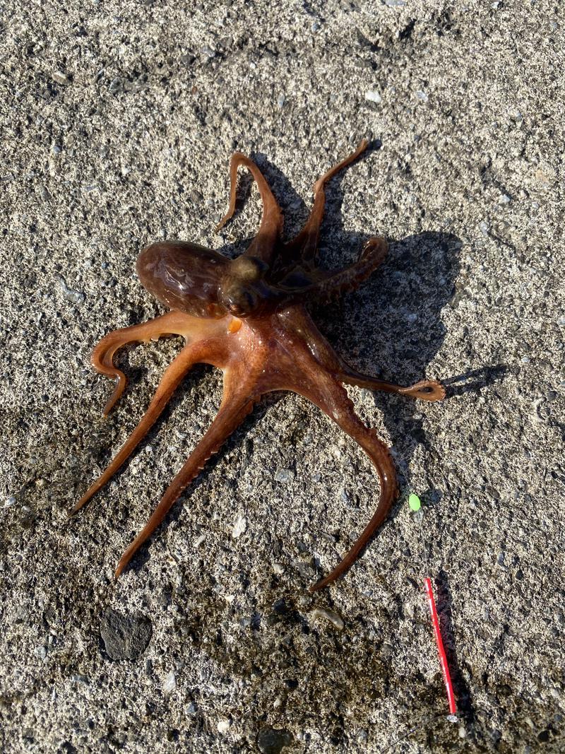 にったんさんの湘南台温泉 らくのサ活写真