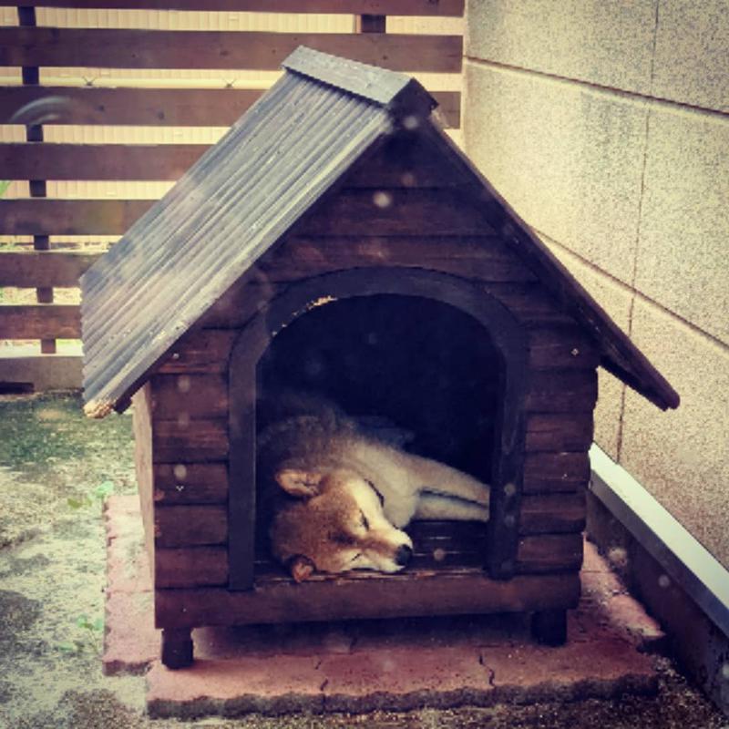 サウナ犬さんの湯の郷かずさのサ活写真