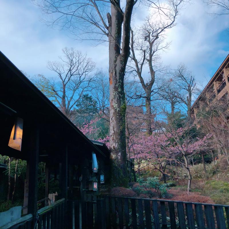 まゆげとまゆげのあいださんの箱根強羅温泉 季の湯 雪月花のサ活写真