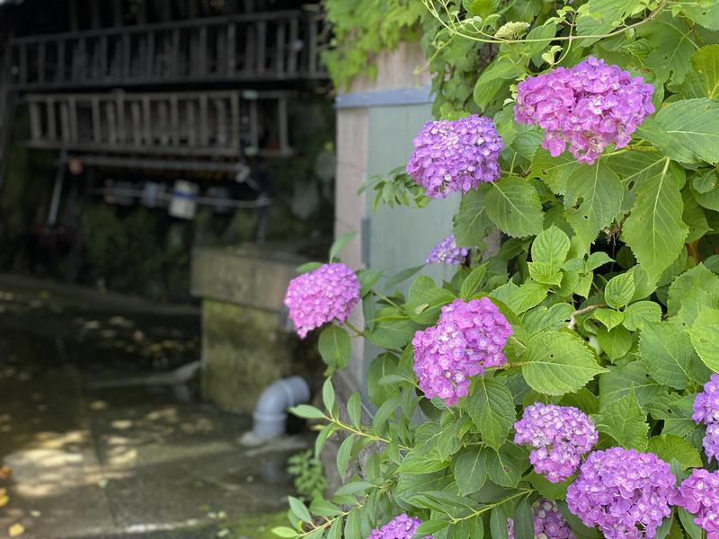 小籠包さんの箱根湯寮のサ活写真