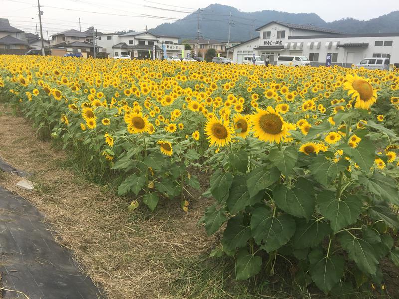 ★サニ丸ｄ★さんの長命寺温泉 天葉の湯のサ活写真