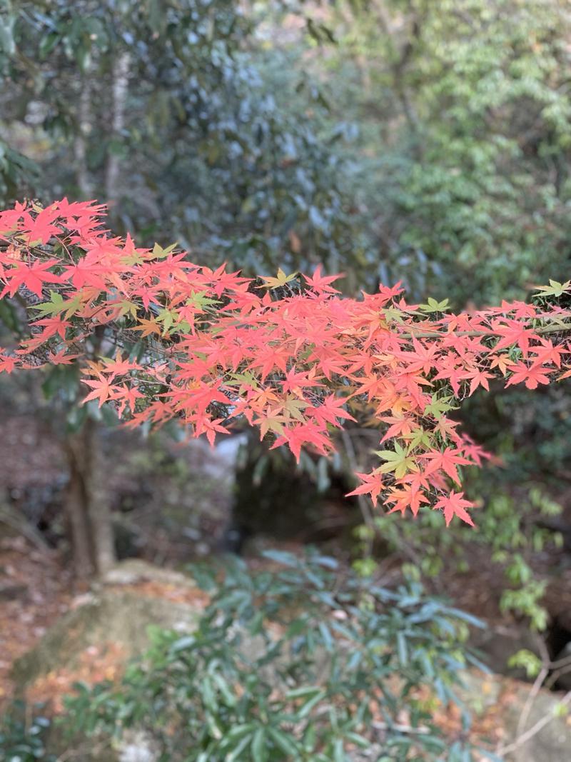 yonezo~さんのるり渓温泉のサ活写真