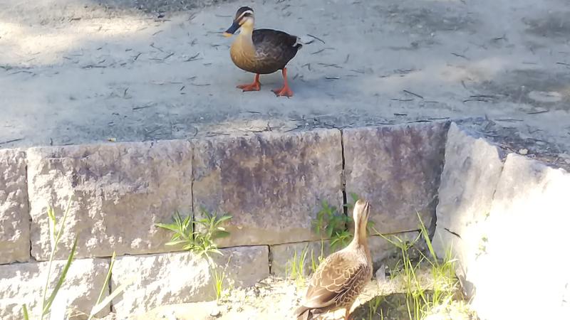 日々のサウナさんの天然温泉 丸屋玉ノ湯のサ活写真