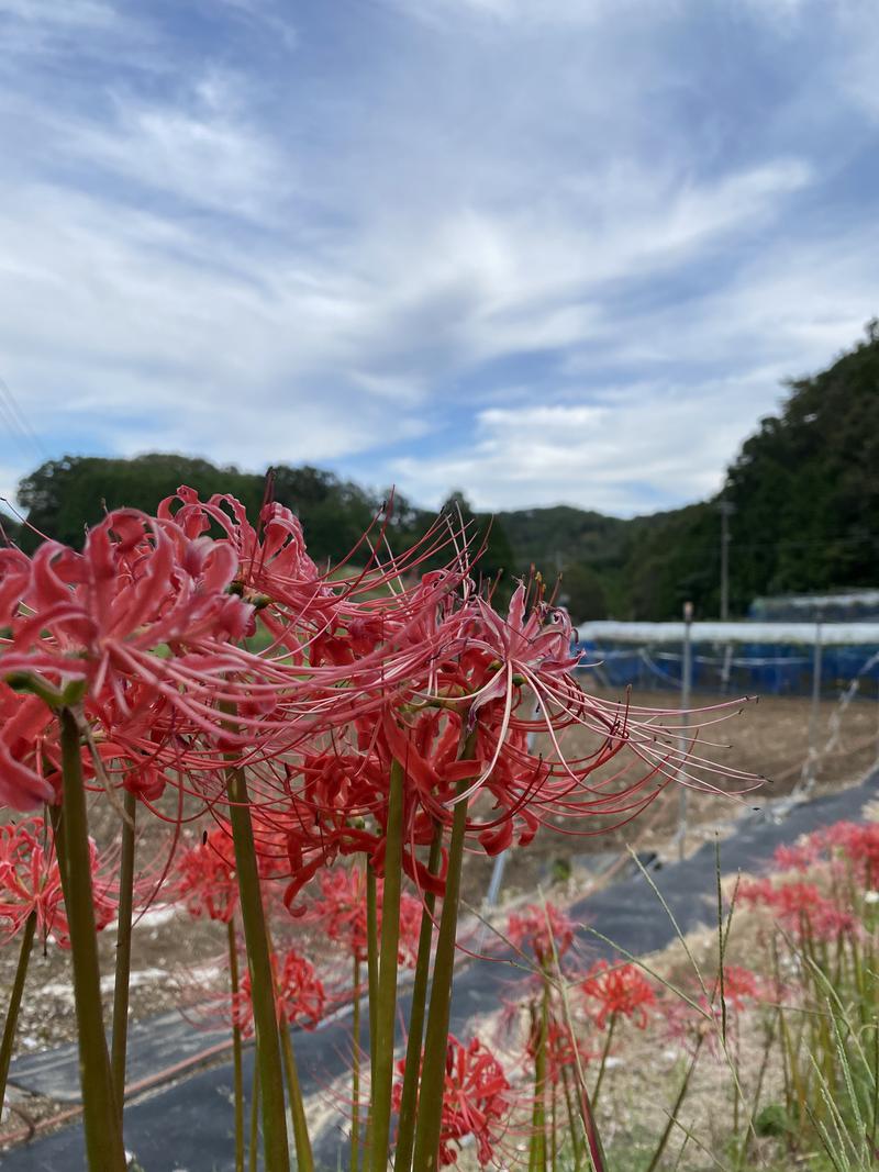 やんまーさんの壬生温泉はなの湯のサ活写真