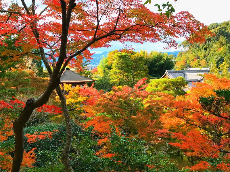 ぎんさんの天然温泉 花蛍の湯(ドーミーインPREMIUM京都駅前)のサ活写真