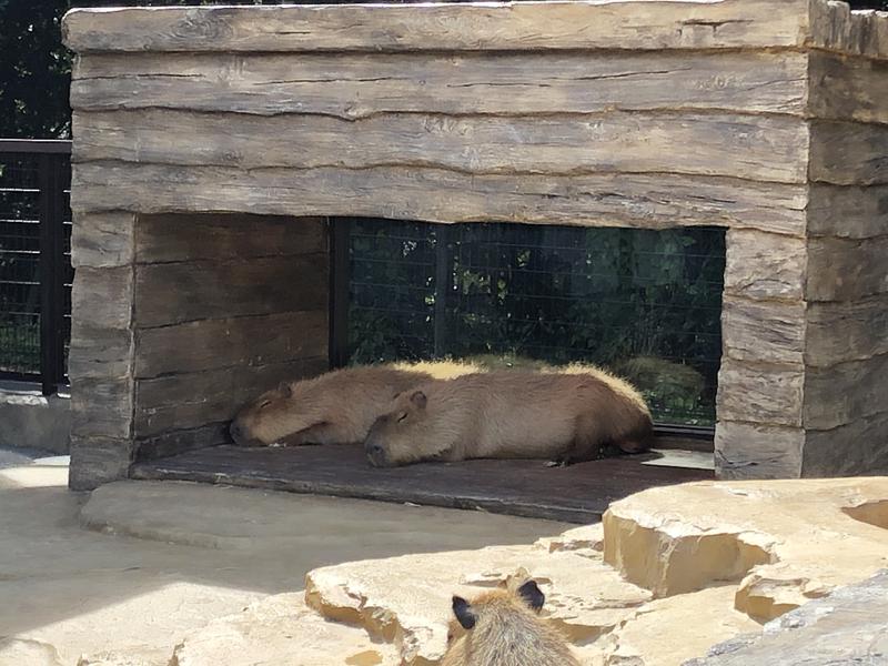 サウナースさんの東静岡 天然温泉 柚木の郷のサ活写真