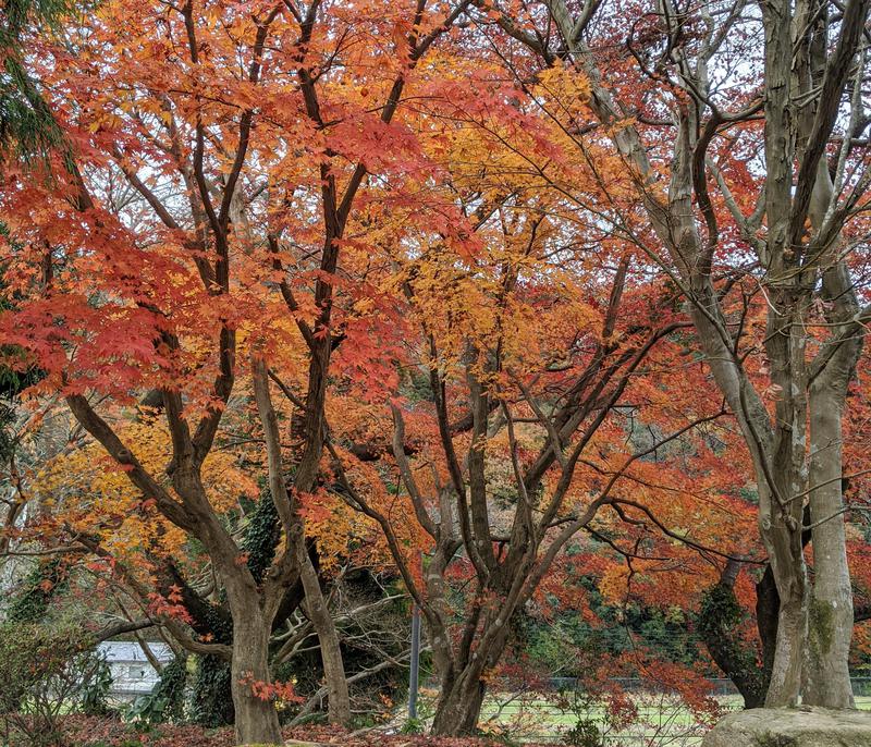 燦乃マルーさんの姫路市休養センター 香寺荘のサ活写真