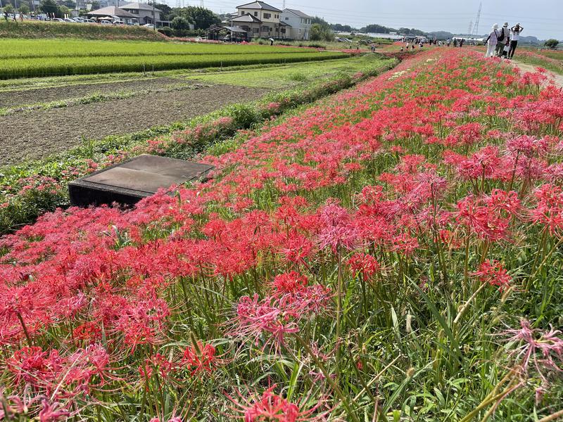 ZONTAさんのまるはごんぎつねの湯のサ活写真