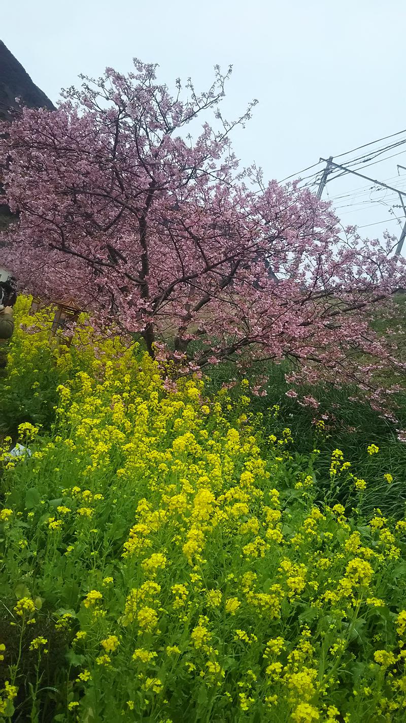 kentaroさんの赤沢日帰り温泉館のサ活写真