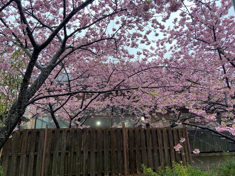 Asamiさんのサ活 踊り子温泉会館 賀茂郡河津町 1回目 サウナイキタイ