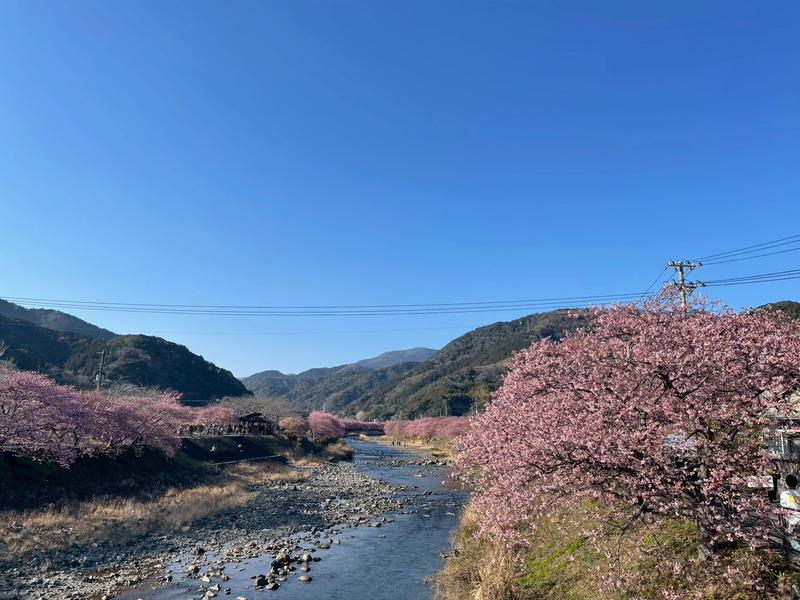 踊り子温泉会館 河津川と河津桜