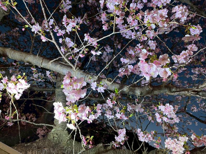 踊り子温泉会館 夜桜