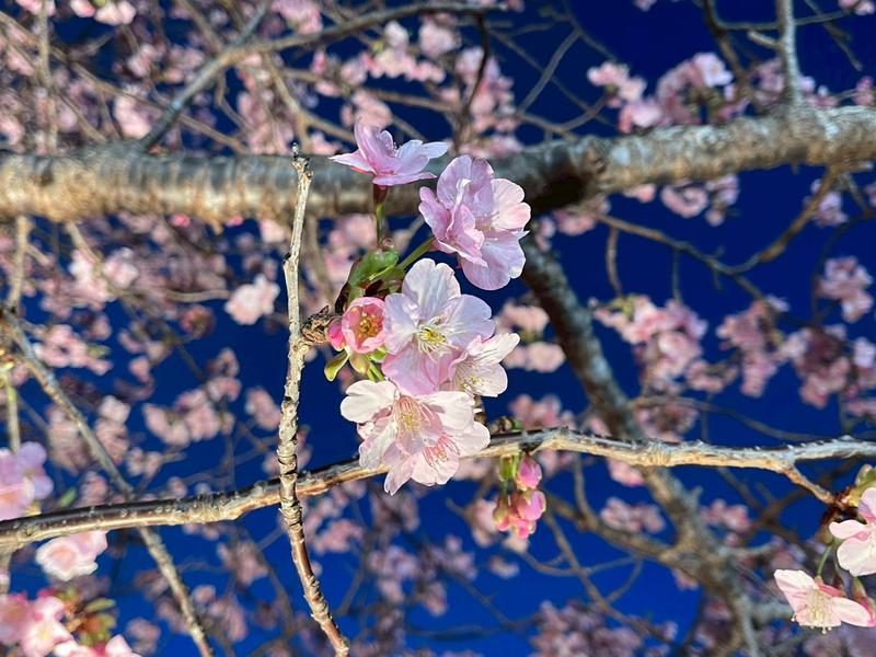 踊り子温泉会館 河津桜