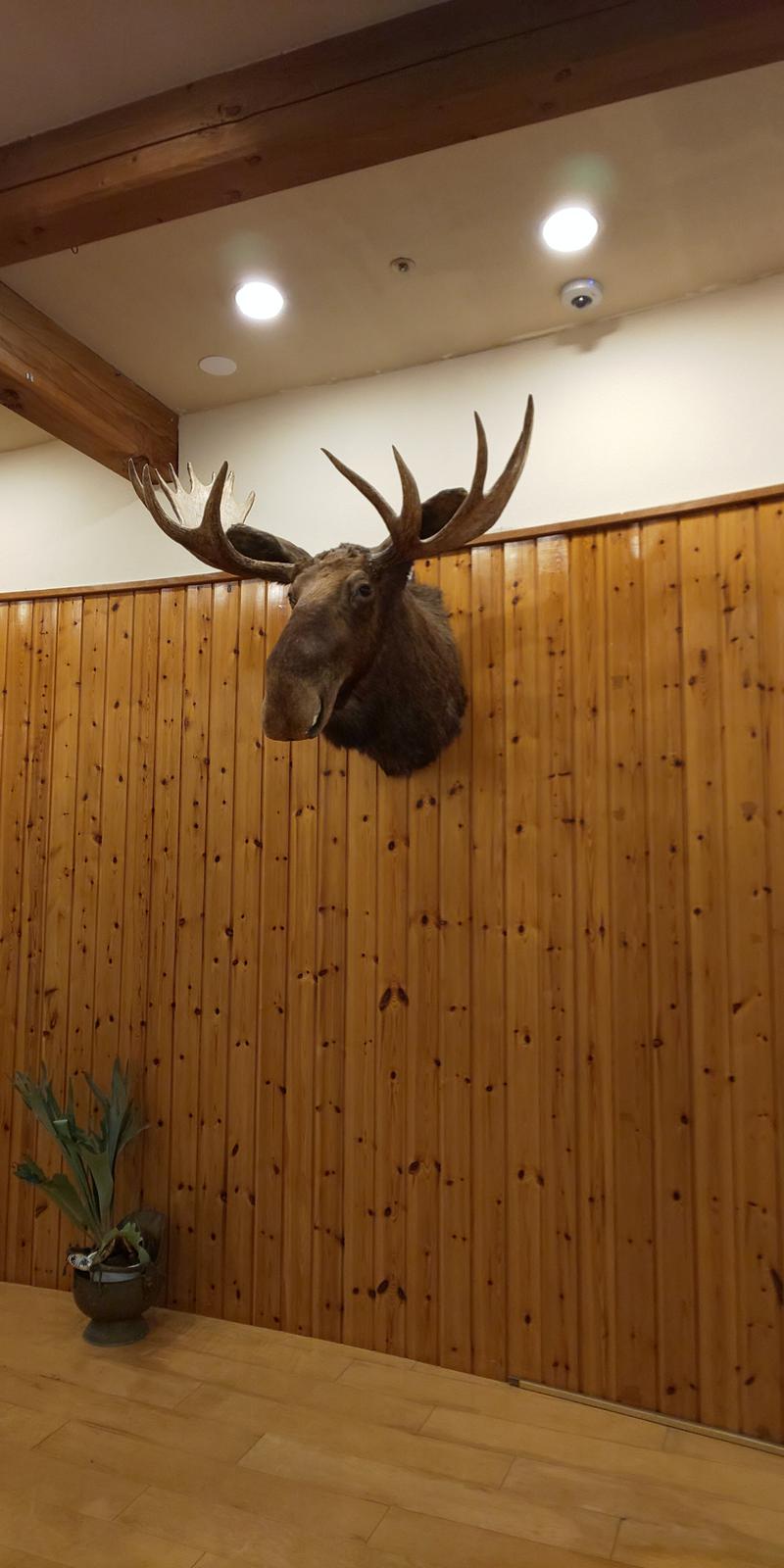 さくらのパパさんのニュージャパン 梅田店(カプセルイン大阪)のサ活写真