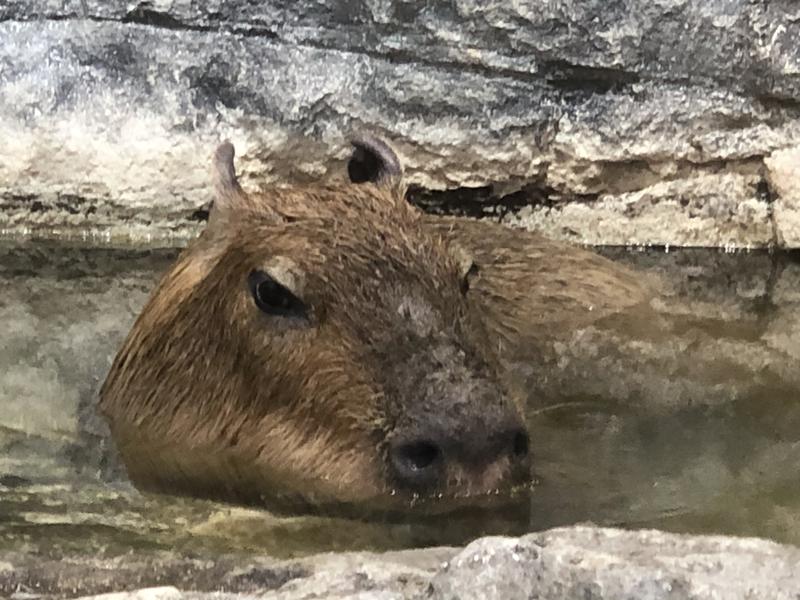 kazzcapy216さんの谷地頭温泉のサ活写真