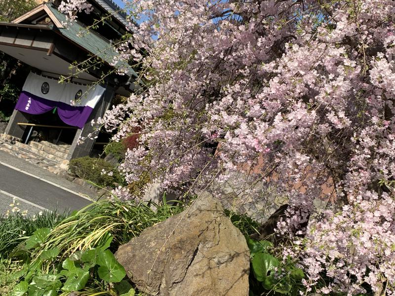 料亭旅館 人丸花壇 4月にはきれいな桜が咲きます