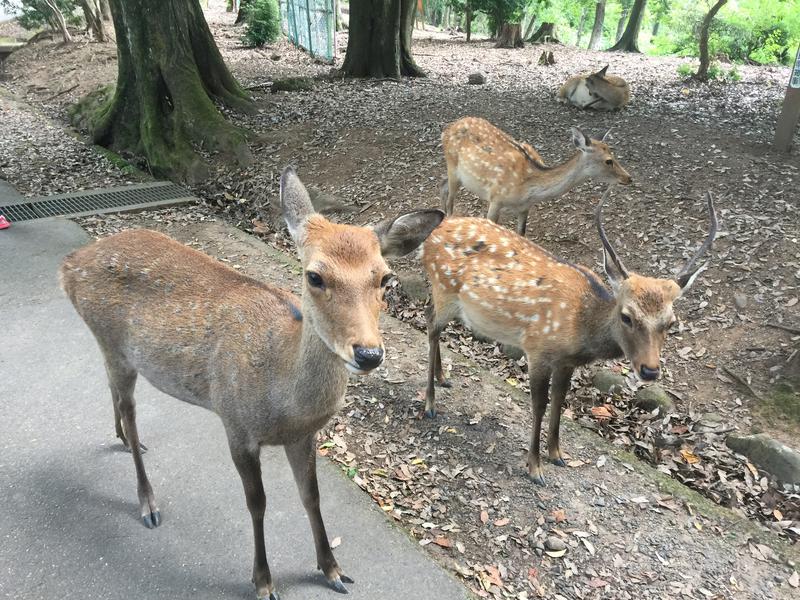 ★サニ丸ｄ★さんのあすかの湯のサ活写真