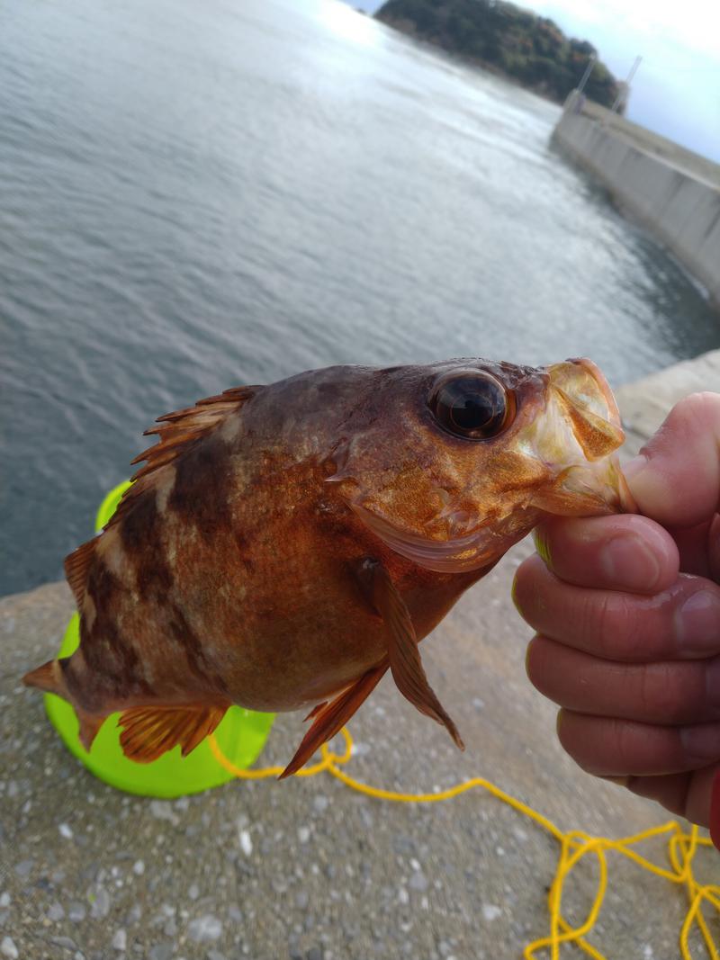 蒸しキチさんのカプセル&サウナ日本のサ活写真