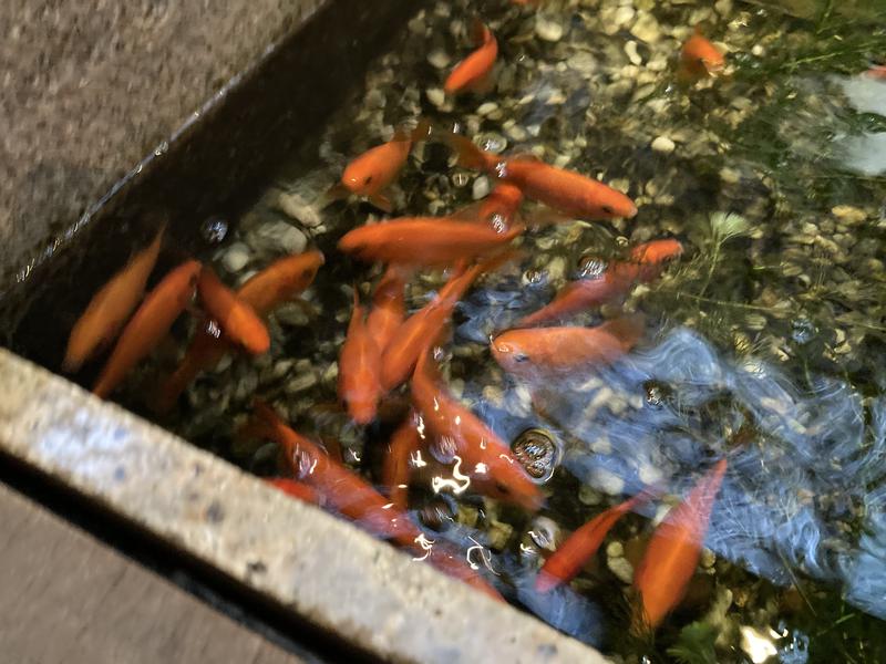 ★サニ丸ｄ★さんの癒しの里 さらい 湯の華のサ活写真