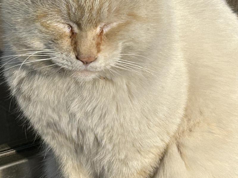 たかのこの湯(たかのこのホテル) ねこ支配人