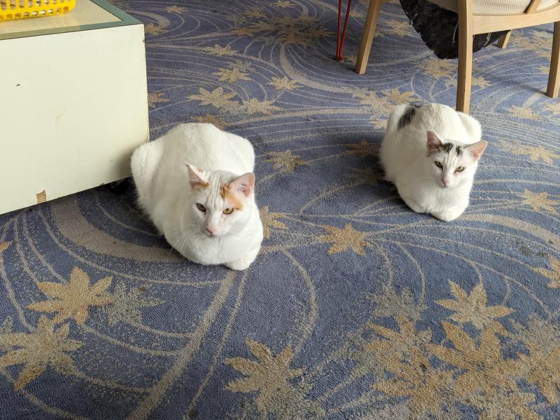 ホテル白い燈台 猫たち