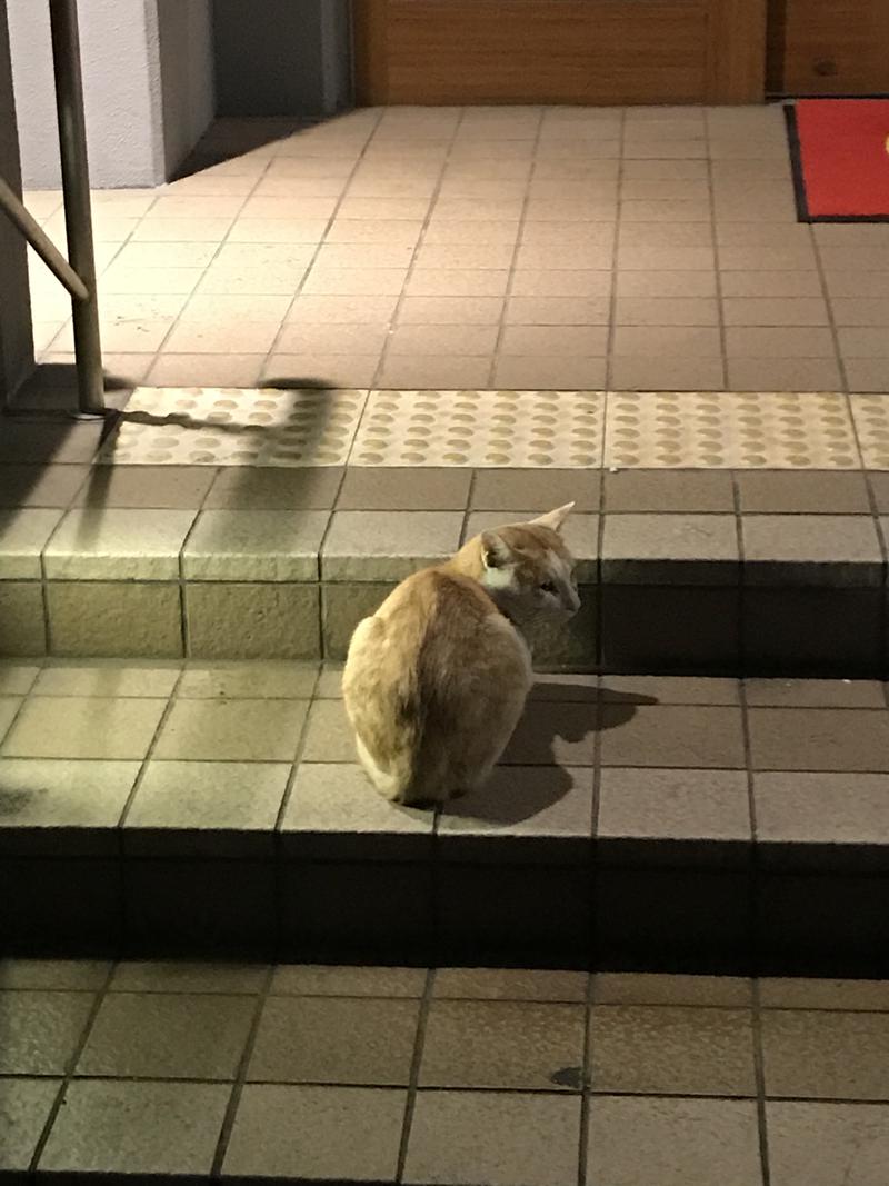 やわめんさんの天然温泉 天神ゆの華のサ活写真