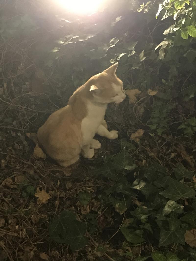 やわめんさんの天然温泉 天神ゆの華のサ活写真