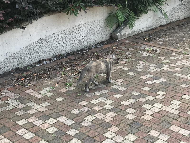 やわめんさんの天然温泉 天神ゆの華のサ活写真