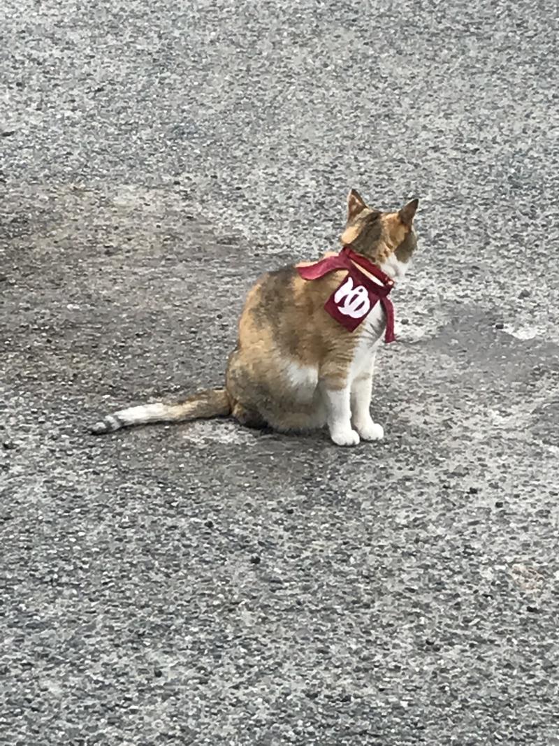 でこぽんさんのまむしの湯のサ活写真