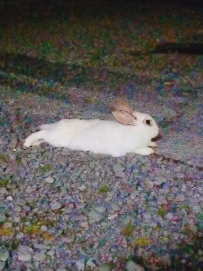 メオトサウナ～(妻)さんの温泉の郷 山鹿どんぐり村のサ活写真