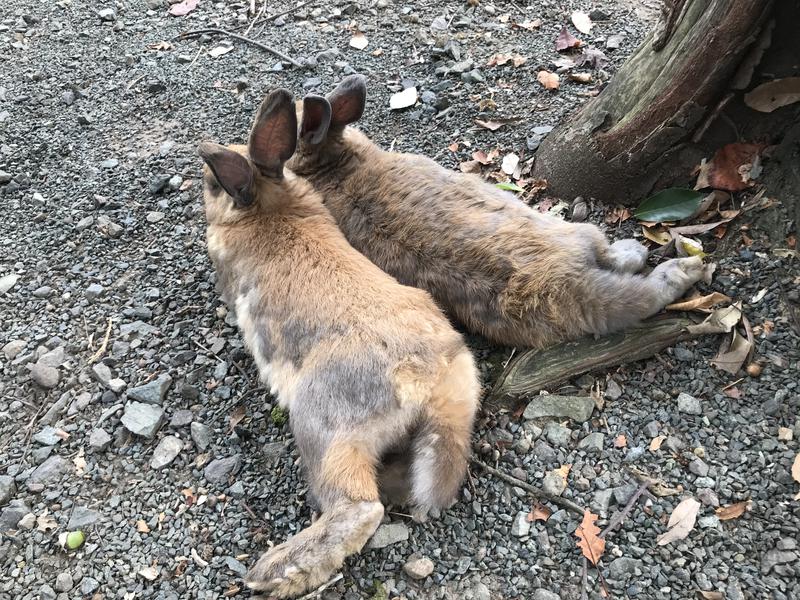 つよしゃんぷぅさんの温泉の郷 山鹿どんぐり村のサ活写真