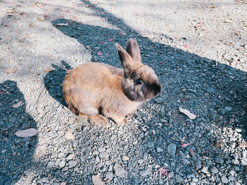 ろんさんの温泉の郷 山鹿どんぐり村のサ活写真