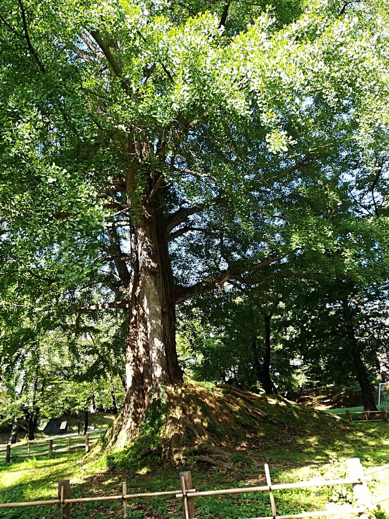 Shikanikさんの岩木桜の湯 ドーミーイン弘前のサ活写真