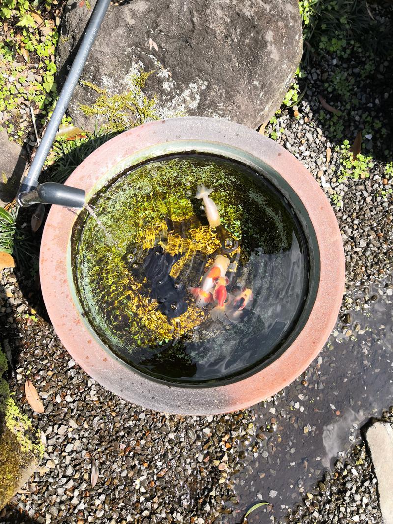 お冷さんの極楽温泉 匠の宿のサ活写真