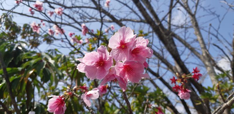 とりこだまさんの船津温泉のサ活写真