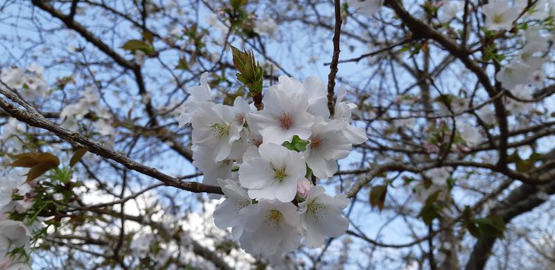 とりこだまさんの冠岳温泉のサ活写真